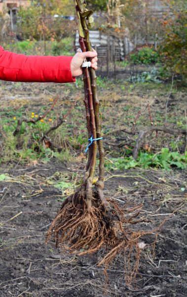 Shrub Root Removal in Louisville