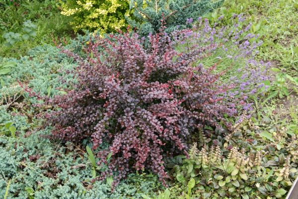 Japanese Barberry Removal in Louisville