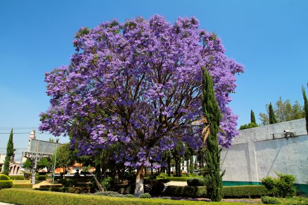Jacaranda Pruning in Louisville