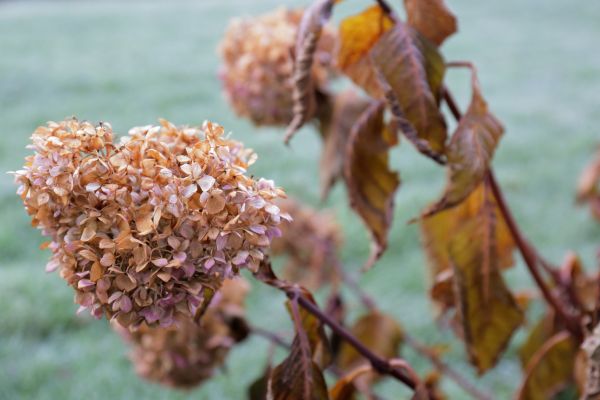 Hydrangea Removal in Louisville