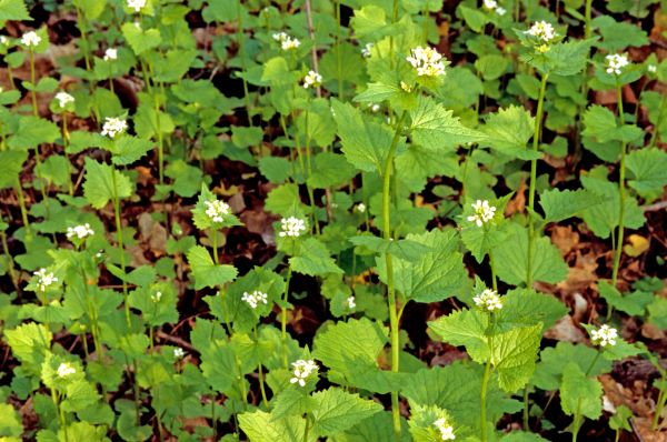Garlic Mustard Removal in Louisville