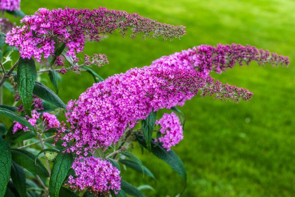 Butterfly Bush Removal in Louisville