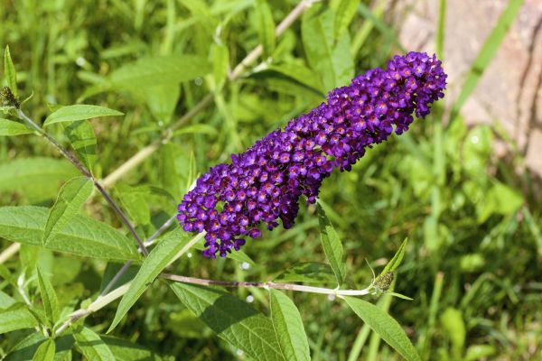 Butterfly Bush Pruning in Louisville