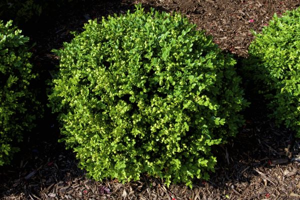 Boxwood Removal in Louisville