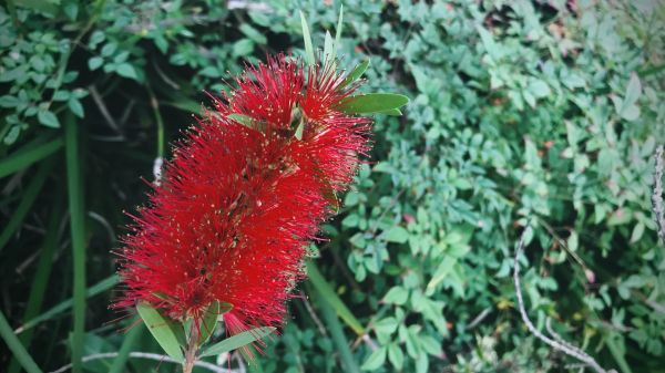 Bottlebrush Pruning in Louisville