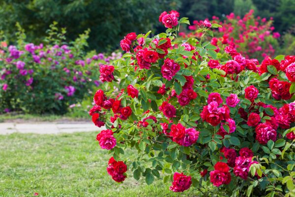 Shrub Trimming in Louisville