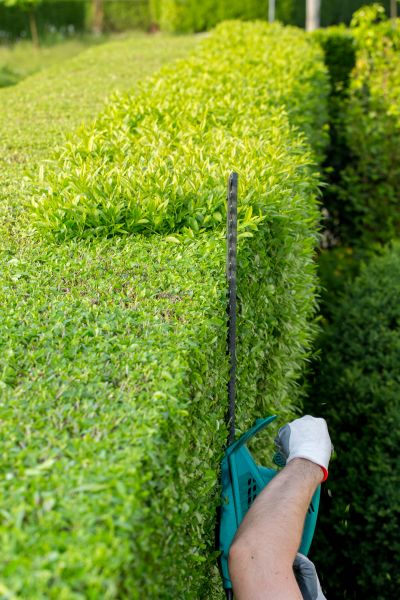 Hedge Trimming in Louisville