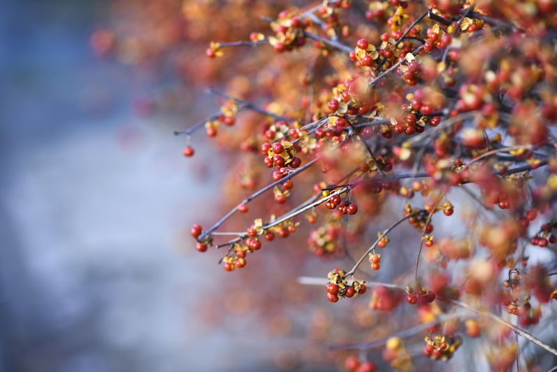 Japanese Barberry Removal