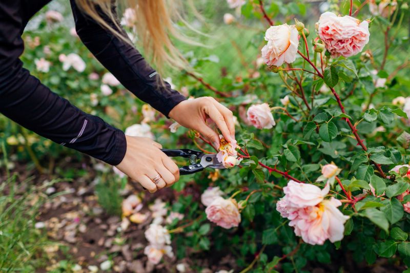 Knockout Roses Pruning