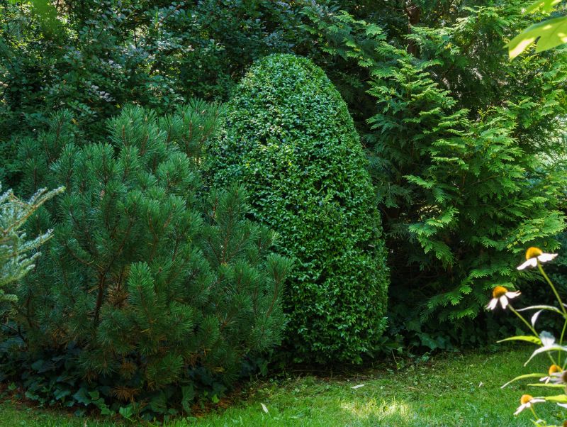 Shaped Evergreen Bushes